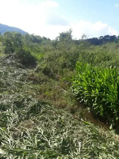 Imóvel em Zona Rural, São Brás do Suaçuí - MG — foto 4