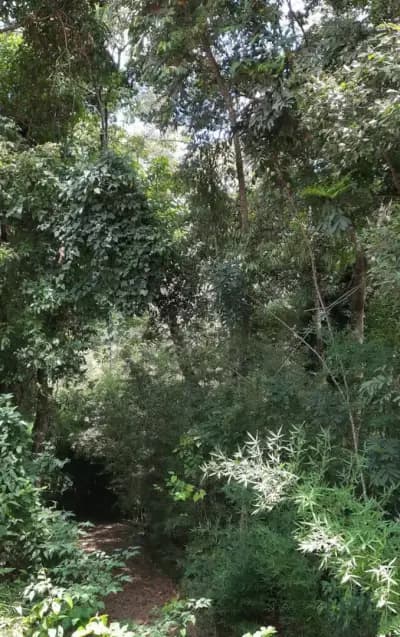 Imóvel em Arvoredo, Nova Lima - MG — foto 3