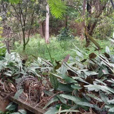 Imóvel em Bosques de Ibirite, Ibirité - MG — foto 3