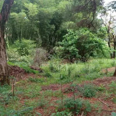 Imóvel em Bosques de Ibirite, Ibirité - MG — foto 5