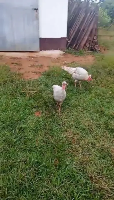 Imóvel em Zona Rural, Entre Rios de Minas - MG