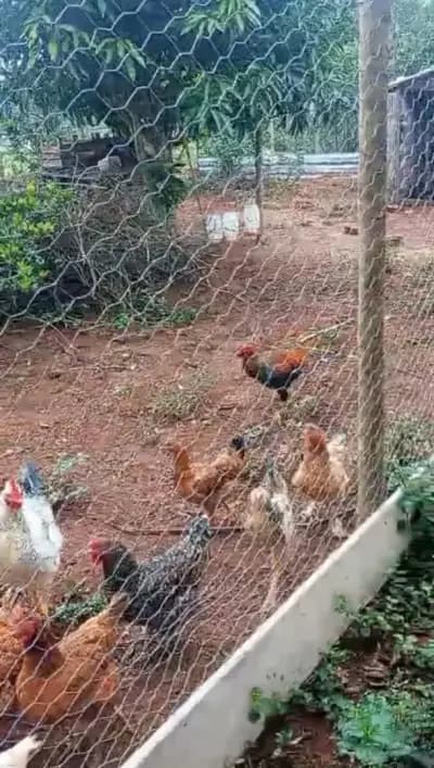 Imóvel em Zona Rural, Entre Rios de Minas - MG — foto 2