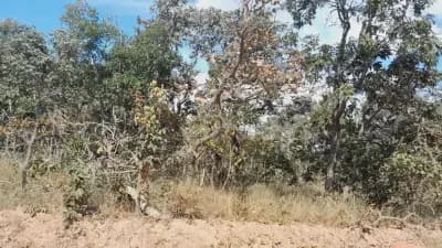 Imóvel em Viuva, Barão de Cocais - MG — foto 3