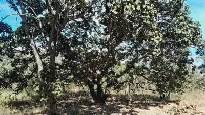 Imóvel em Viuva, Barão de Cocais - MG — foto 4