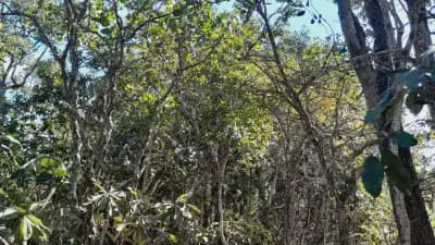 Imóvel em Viuva, Barão de Cocais - MG — foto 5