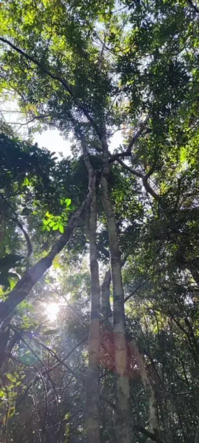 Imóvel em Centro, Caetanópolis - MG — foto 4